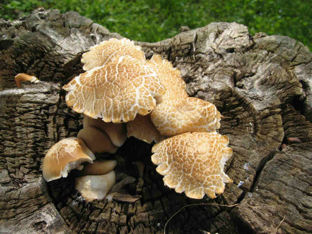 I Funghi primaverili: Agrocybe aegerita